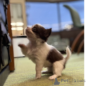 Zdjęcie №3. Chihuahua-Welpen Zu Verkaufen. Niemcy