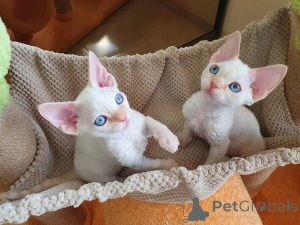 Zdjęcie №1. devon rex - na sprzedaż w Aurich | 1674zł | Zapowiedź № 170869