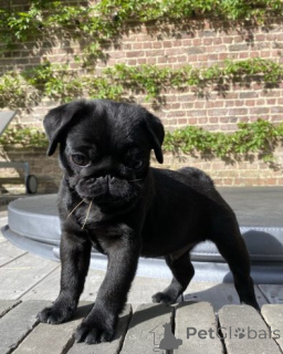 Zdjęcie №4. Sprzedam mops w Manila. prywatne ogłoszenie - cena - negocjowane