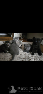 Zdjęcie №2 do zapowiedźy № 152172 na sprzedaż  kot syjamski - wkupić się Szwajcaria 