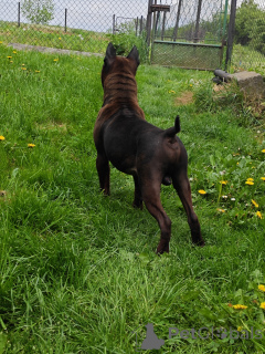 Zdjęcie №4. Sprzedam  w Nakło Śląskie. hodowca - cena - 765zł