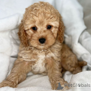 Zdjęcie №4. Sprzedam pudel (zabawka) w Tübingen. hodowca - cena - negocjowane