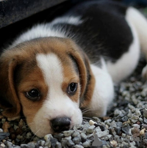 Dodatkowe zdjęcia: Sprzedam urocze szczenięta rasy beagle