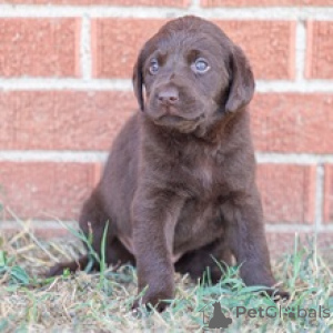 Zdjęcie №2 do zapowiedźy № 175901 na sprzedaż  labrador retriever - wkupić się Niemcy prywatne ogłoszenie