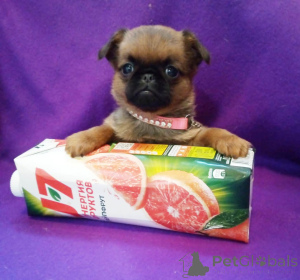 Zdjęcie №3. Mini dziewczynka Petit Brabançon. Federacja Rosyjska