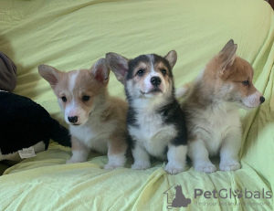 Zdjęcie №1. welsh corgi - na sprzedaż w Berlin | 718zł | Zapowiedź №129387