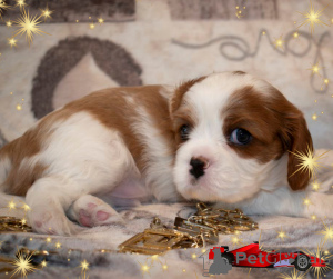 Zdjęcie №4. Sprzedam cavalier king charles spaniel w Mińsk. hodowca - cena - negocjowane