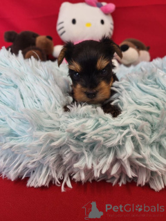 Zdjęcie №2 do zapowiedźy № 138934 na sprzedaż  yorkshire terrier biewer - wkupić się Belgia prywatne ogłoszenie, hodowca