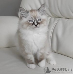 Zdjęcie №1. ragdoll - na sprzedaż w Berlin | Bezpłatny | Zapowiedź № 126801