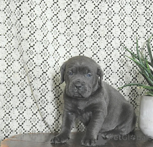 Zdjęcie №3. Zbudowany jak legenda, urodzony, by przewodzić.. Finlandia