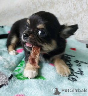 Zdjęcie №3. Chihuahua szczeniaki ZUR Adoption. USA
