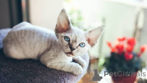 Zdjęcie №3. W pełni zaszczepione wspaniałe kocięta Cornish Rex. Węgry