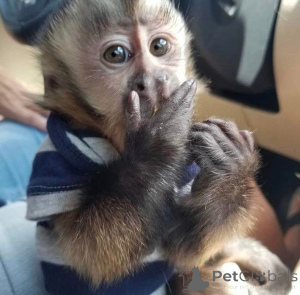 Zdjęcie №4. Sprzedam  w Colle Vail.  - cena - negocjowane