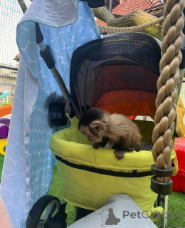 Zdjęcie №3. mamy te urocze dzieci, dla których szukamy domu na zawsze. Mamy dostępnego. Wielka Brytania