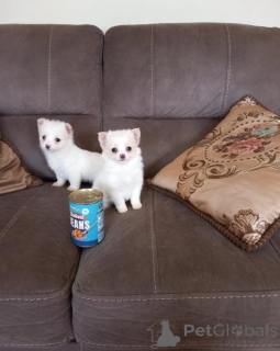 Zdjęcie №2 do zapowiedźy № 166895 na sprzedaż  chihuahua (rasa psów) - wkupić się Polska 