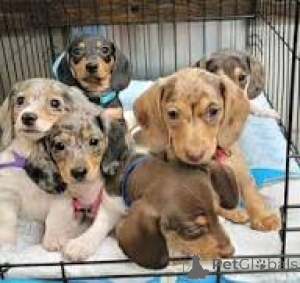 Zdjęcie №1. jamnik - na sprzedaż w Bruksela | 3348zł | Zapowiedź №166575