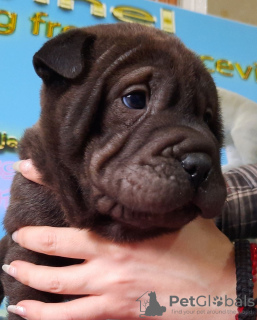 Dodatkowe zdjęcia: Szczeniaki Shar Pei