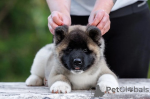 Zdjęcie №1. akita amerykańska - na sprzedaż w Москва | negocjowane | Zapowiedź №121052