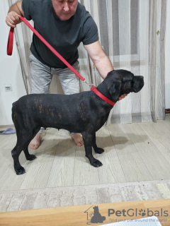 Dodatkowe zdjęcia: Cane Corso szczenięta