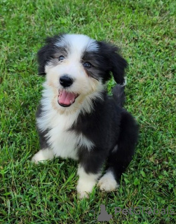 Zdjęcie №2 do zapowiedźy № 110091 na sprzedaż  bearded collie - wkupić się USA 