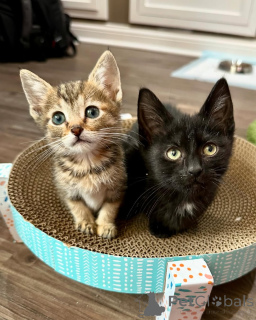 Zdjęcie №1. kot domowy - na sprzedaż w Monachium | 191zł | Zapowiedź № 150622