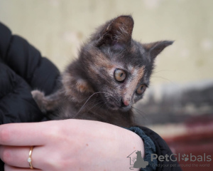 Zdjęcie №3. Kitten Haze szuka dobrego domu!. Federacja Rosyjska