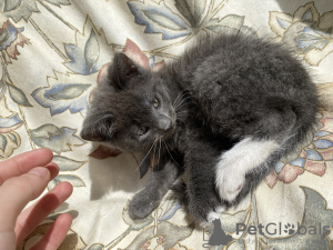 Zdjęcie №2 do zapowiedźy № 46234 na sprzedaż   - wkupić się Finlandia 