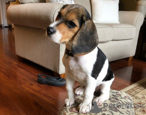 Zdjęcie №1. beagle (rasa psa) - na sprzedaż w Kuwait City | Bezpłatny | Zapowiedź №9941