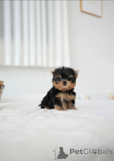 Zdjęcie №3. Te małe słodziaki mają piękne oznaczenia. Finlandia