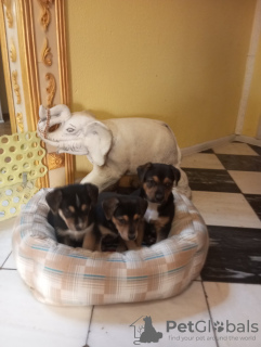 Zdjęcie №2 do zapowiedźy № 130365 na sprzedaż  pies nierasowy - wkupić się Białoruś prywatne ogłoszenie