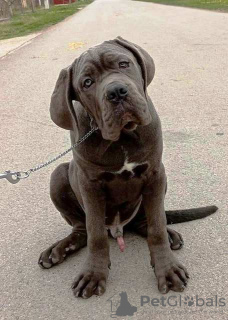 Zdjęcie №4. Sprzedam cane corso w Žitište.  - cena - negocjowane