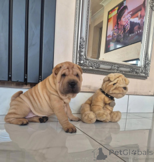 Zdjęcie №1. shar pei - na sprzedaż w Birlenbach | 1674zł | Zapowiedź №178881