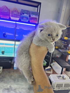 Zdjęcie №1. scottish fold - na sprzedaż w Anderu | 2535zł | Zapowiedź № 172074