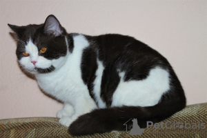 Zdjęcie №2 do zapowiedźy № 7242 na sprzedaż  kot brytyjski krótkowłosy - wkupić się Kazachstan od żłobka, hodowca