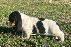 Zdjęcie №2 do zapowiedźy № 110080 na sprzedaż  basset hound - wkupić się USA 