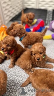 Zdjęcie №1. pudel (zabawka) - na sprzedaż w Dusseldorf | negocjowane | Zapowiedź №152579