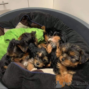 Zdjęcie №1. yorkshire terrier - na sprzedaż w Alor Setar | 2541zł | Zapowiedź №145655