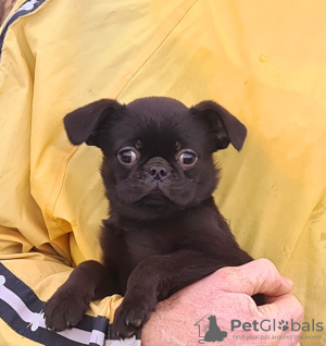 Zdjęcie №3. Dziewczęta i chłopcy Petit Brabançon. Łotwa