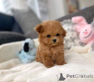 Zdjęcie №3. Adopcja Zur Teacup-Maltipoo-Welpen. Niemcy