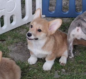 Zdjęcie №1. welsh corgi - na sprzedaż w Nowy ogród | negocjowane | Zapowiedź №168777