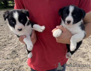 Zdjęcie №1. border collie - na sprzedaż w Stockholm | 990zł | Zapowiedź №117973