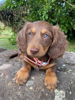 Zdjęcie №1. jamnik - na sprzedaż w Valmadonna | negocjowane | Zapowiedź №158456