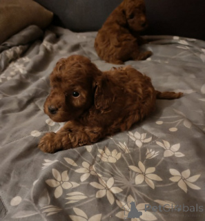 Zdjęcie №3. Ambalangan ayura, twój pudel. Serbia