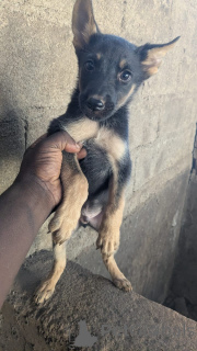 Zdjęcie №2 do zapowiedźy № 165025 na sprzedaż  owczarek niemiecki - wkupić się USA 