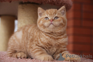 Zdjęcie №1. kot amerykański krótkowłosy - na sprzedaż w Челадна | Bezpłatny | Zapowiedź № 56301
