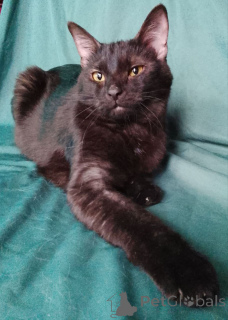 Zdjęcie №3. Sabrina szuka domu.. Federacja Rosyjska