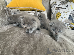 Zdjęcie №1. scottish fold - na sprzedaż w Wetteren | Bezpłatny | Zapowiedź № 128866