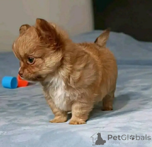 Zdjęcie №2 do zapowiedźy № 166544 na sprzedaż  chihuahua (rasa psów) - wkupić się USA hodowca