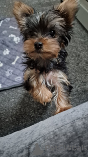 Dodatkowe zdjęcia: Yorkshire Terrier