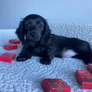 Zdjęcie №2 do zapowiedźy № 146291 na sprzedaż  jamnik - wkupić się USA prywatne ogłoszenie